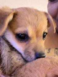 Lost Female Dog last seen Lamb karen, Las Vegas, NV 89104