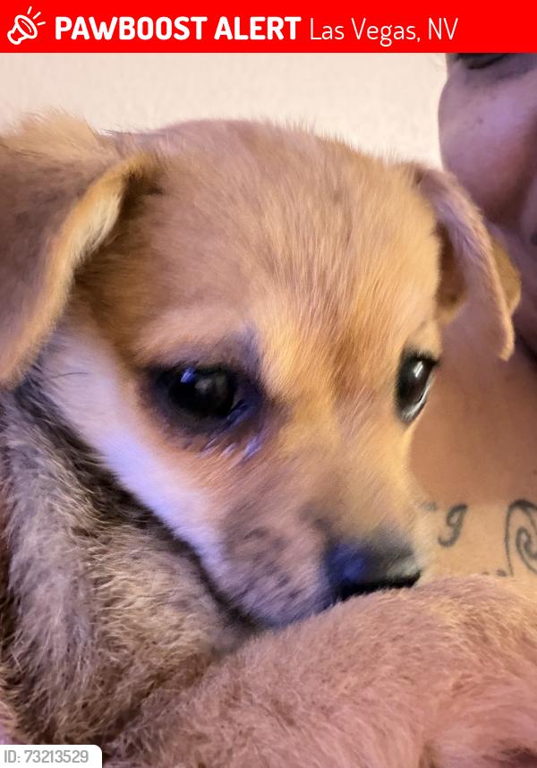 Lost Female Dog last seen Lamb karen, Las Vegas, NV 89104