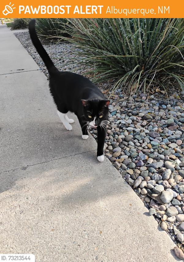 Found/Stray Unknown Cat last seen Pershing Avenue Southeast and Jefferson Avenue Southeast, Albuquerque, NM 87108