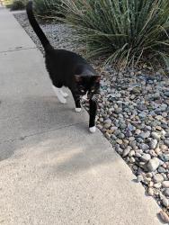 Found/Stray Unknown Cat last seen Pershing Avenue Southeast and Jefferson Avenue Southeast, Albuquerque, NM 87108
