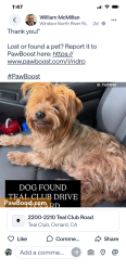 Lost Female Dog last seen Teal Club Drive, Oxnard, CA 93030