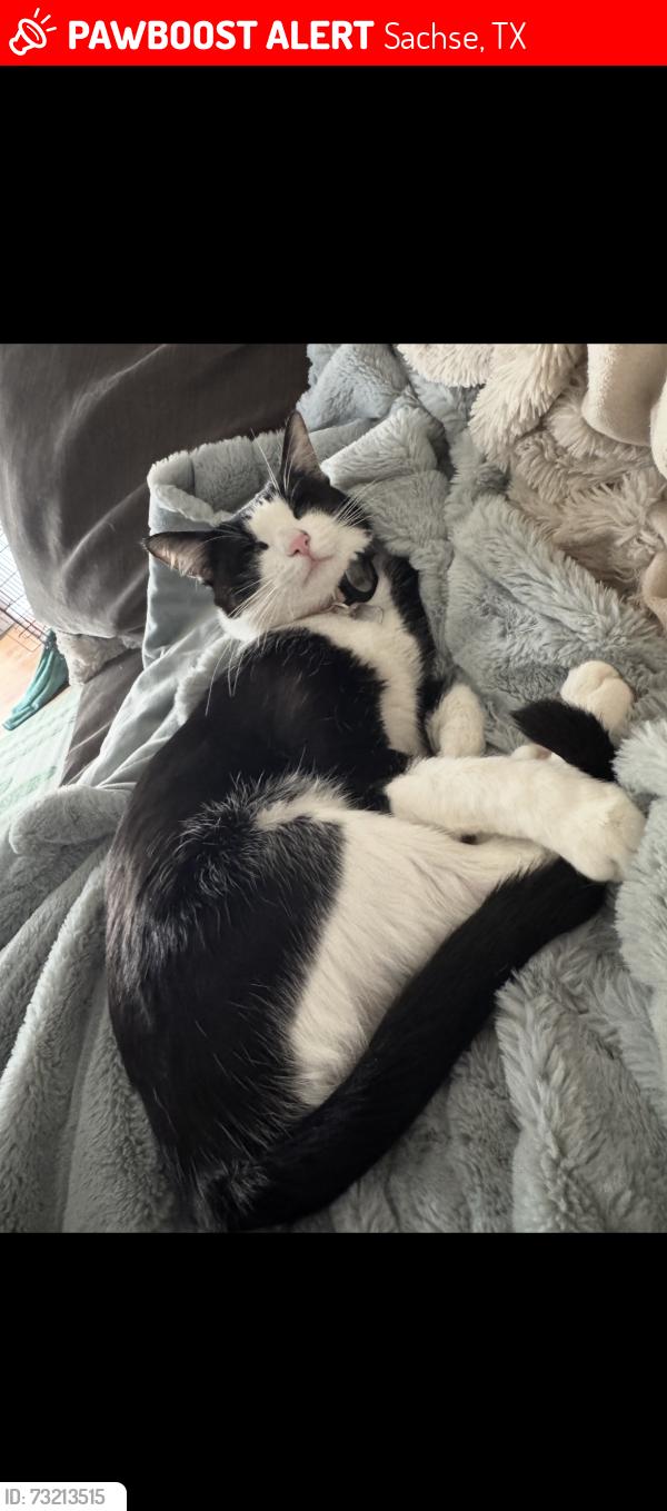 Lost Female Cat last seen Myles Road near Hunters Ridge Neighborhood, Sachse, TX 75048