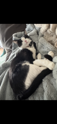 Lost Female Cat last seen Myles Road near Hunters Ridge Neighborhood, Sachse, TX 75048