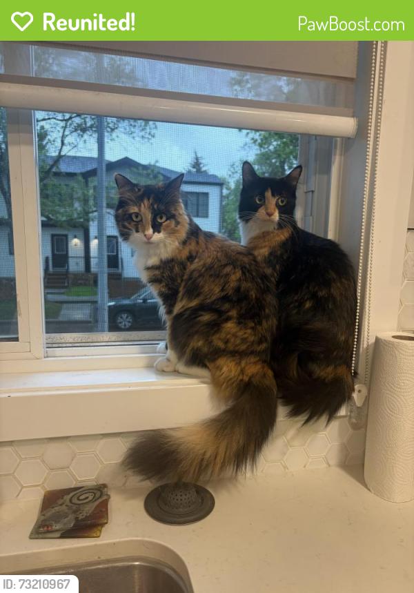 Reunited Female Cat last seen Near 111 avenue NW, Edmonton, AB T5G 0A6