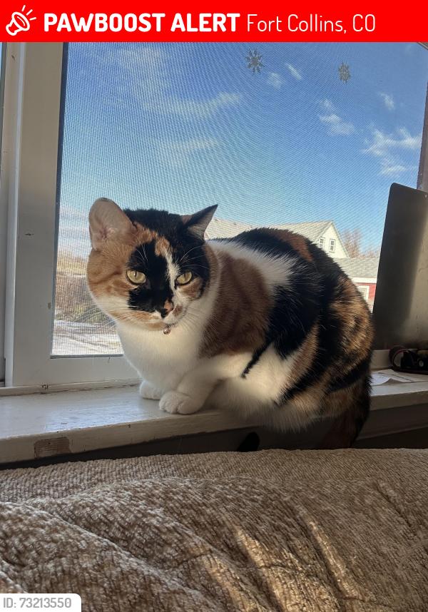 Lost Female Cat last seen Carpenter re, Fort Collins, CO 80525