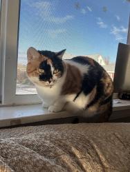 Lost Female Cat last seen Carpenter re, Fort Collins, CO 80525
