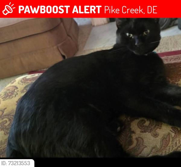Lost Male Cat last seen Glackens lane and Steven lane, Pike Creek, DE 19808