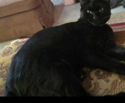 Lost Male Cat last seen Glackens lane and Steven lane, Pike Creek, DE 19808