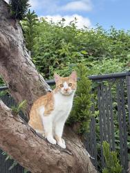 Lost Male Cat last seen Labish village park, Labish Village, OR 97305