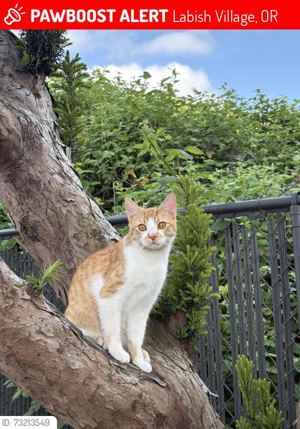 Lost Male Cat last seen Labish village park, Labish Village, OR 97305