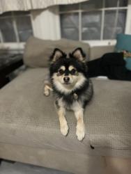 Reunited Male Dog last seen Ashboro circle, Palm Bay, FL 32909