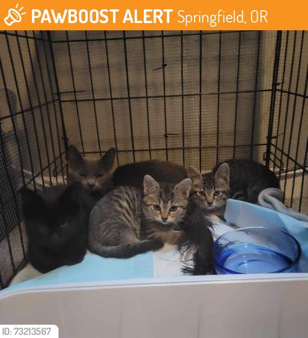 Found/Stray Female Cat last seen 50th and Bluebelle, Springfield, OR 97478