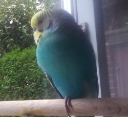 Reunited Male Bird last seen East elmhurst, Queens, NY 11370