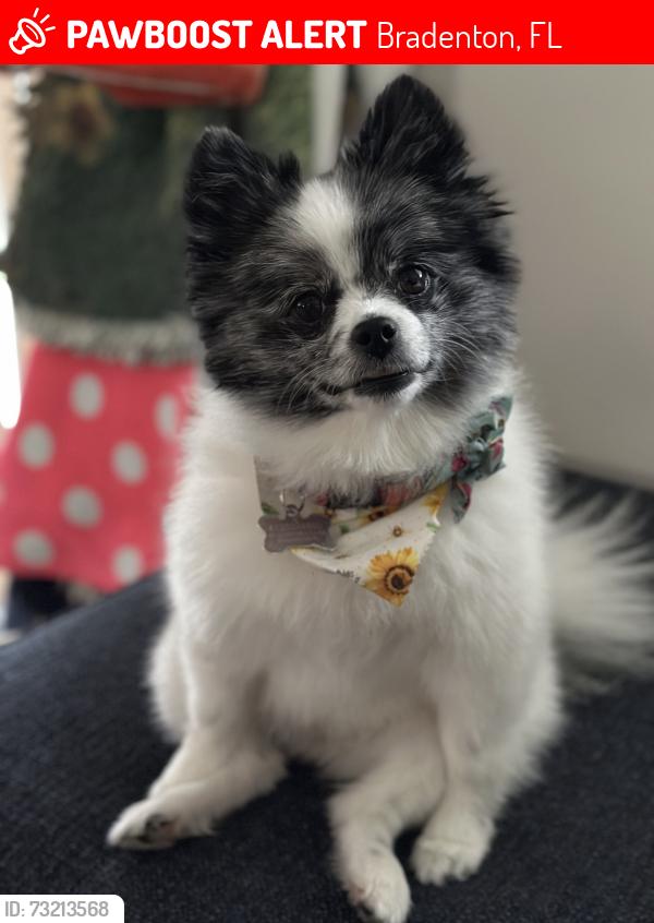 Lost Female Dog last seen On Dartmouth drive between flamingo and bayshore, Bradenton, FL 34207