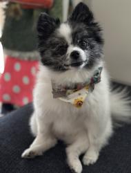 Lost Female Dog last seen On Dartmouth drive between flamingo and bayshore, Bradenton, FL 34207