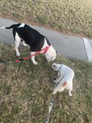 Reunited Unknown Dog last seen Del amo / woodruff, Lakewood, CA 90713