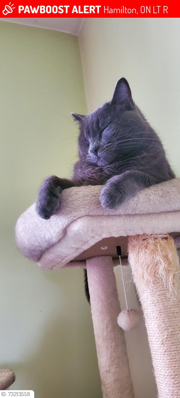 Lost Male Cat last seen fennel and upper Ottawa, Hamilton, ON L8T 3R2