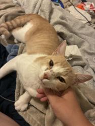 Found/Stray Male Cat last seen pantherway, the church, Waco, TX 76712