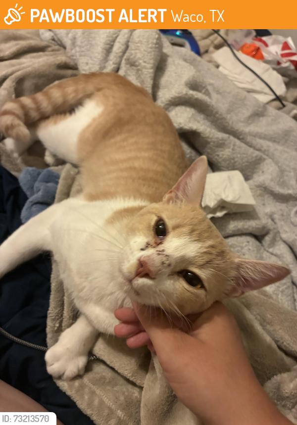 Found/Stray Male Cat last seen pantherway, the church, Waco, TX 76712