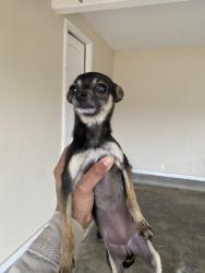 Lost Female Dog last seen Rast Rd Millington Tn, Millington, TN 38053