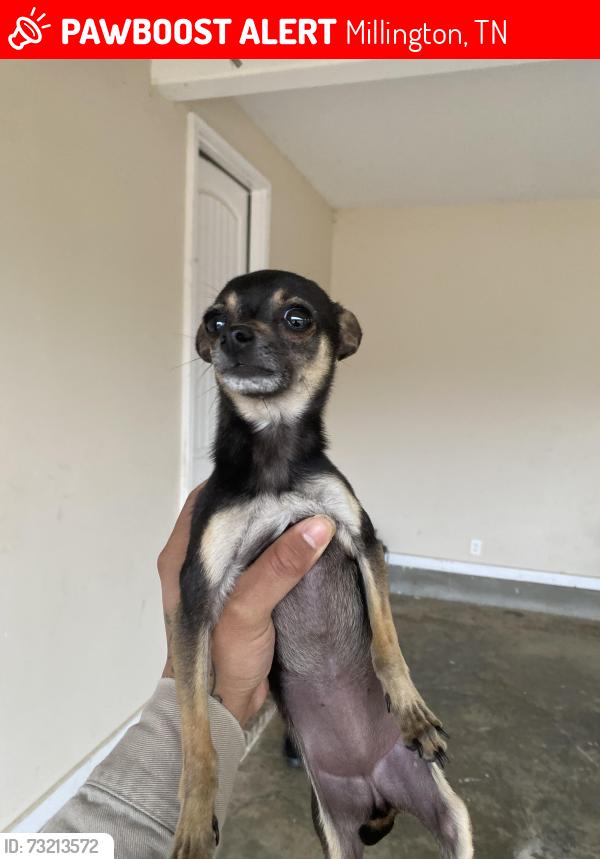 Lost Female Dog last seen Rast Rd Millington Tn, Millington, TN 38053