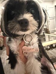 Reunited Male Dog last seen Sierra ave, Fontana, CA 92335