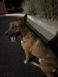 Found/Stray Male Dog last seen Pnc bank, Albuquerque, NM 87121