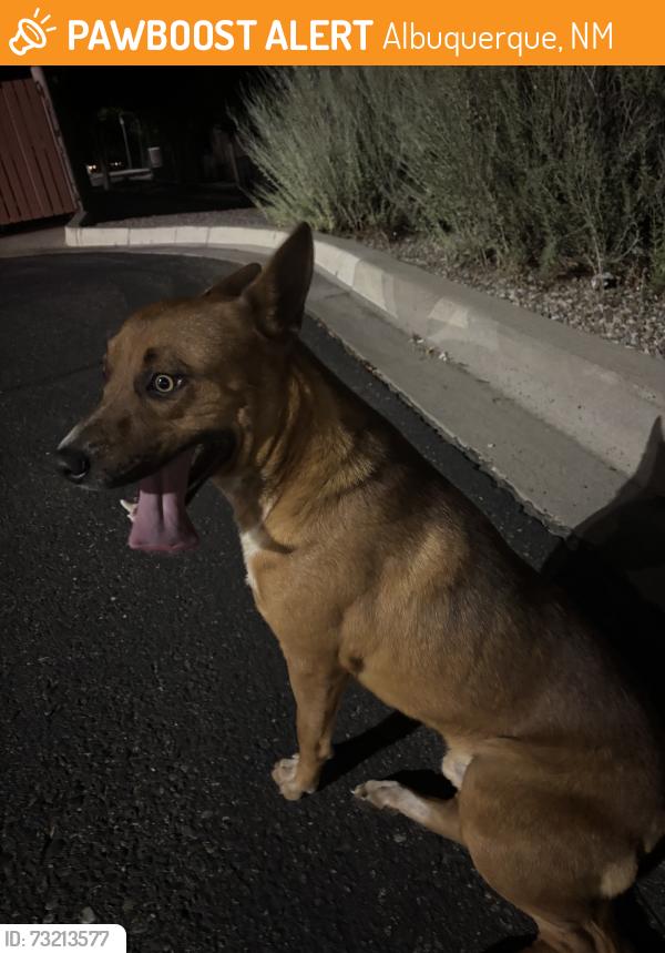 Found/Stray Male Dog last seen Pnc bank, Albuquerque, NM 87121