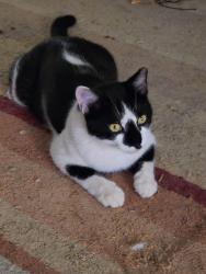 Lost Male Cat last seen Westchester Veterinary hosp, High Point, NC 27262