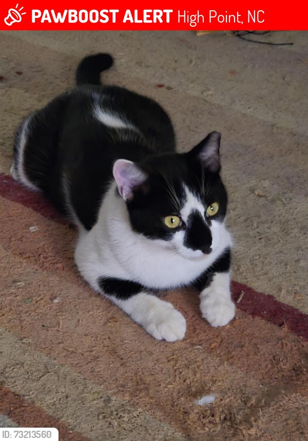 Lost Male Cat last seen Westchester Veterinary hosp, High Point, NC 27262