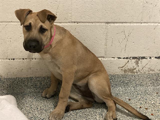 Shelter Stray Female Dog last seen Near BLK E RHEA ST LONG BEACH CA 90806, 7700 E Spring St, Long Beach, CA 90815, USA