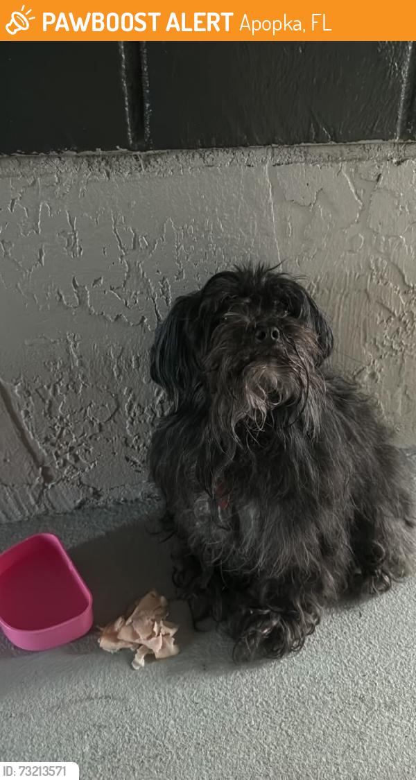 Found/Stray Male Dog last seen Oasis at Wekiva apmts, Apopka, FL 32703