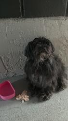 Found/Stray Male Dog last seen Oasis at Wekiva apmts, Apopka, FL 32703