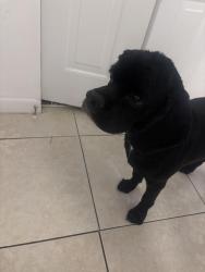 Found/Stray Male Dog last seen Near SW 64th Ave Miramar, FL, Miramar, FL 33023