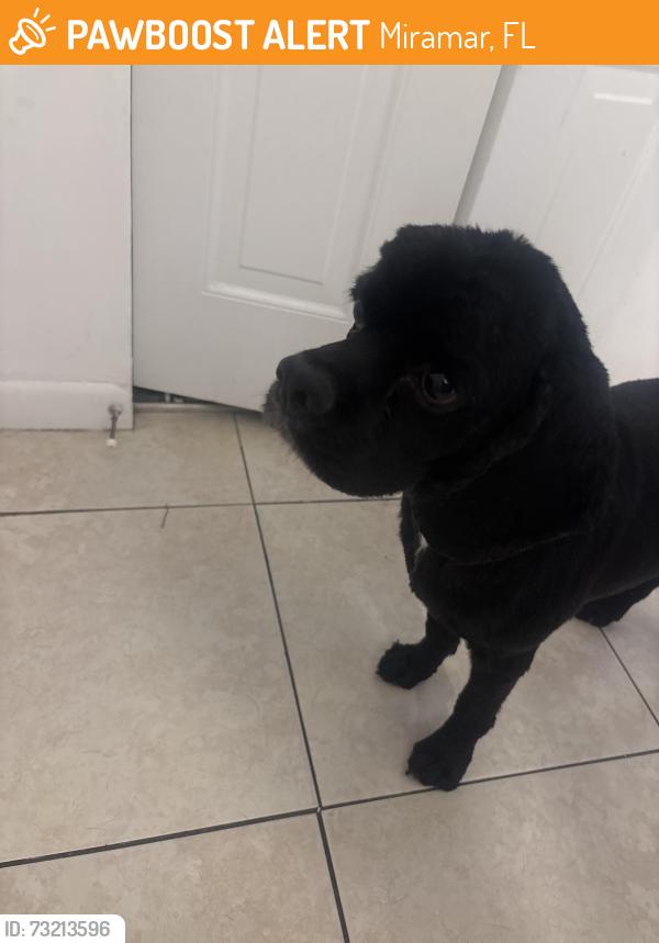 Found/Stray Male Dog last seen Near SW 64th Ave Miramar, FL, Miramar, FL 33023