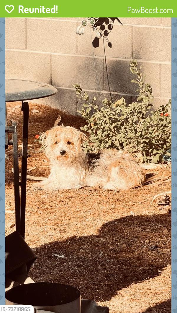 Reunited Female Dog last seen Quail Creek and Gowan, North Las Vegas, NV 89032