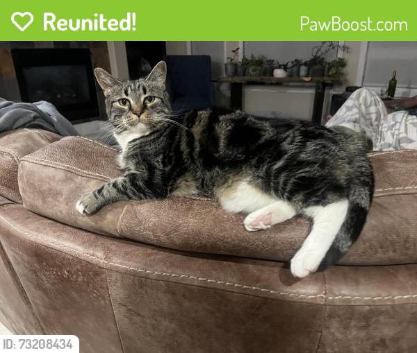 Reunited Female Cat last seen Lone tree golf course, Lone Tree, CO 80124