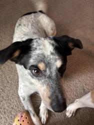 Lost Female Dog last seen Pawnee and Broadway, Wichita, KS 67211