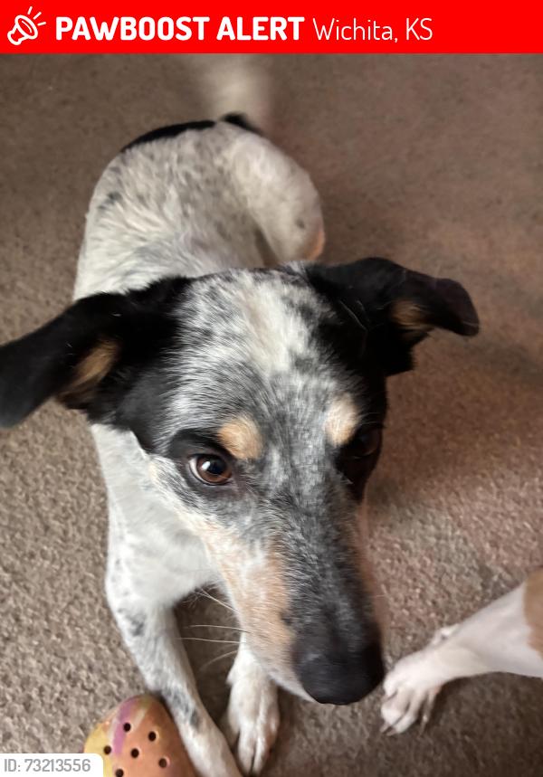 Lost Female Dog last seen Pawnee and Broadway, Wichita, KS 67211
