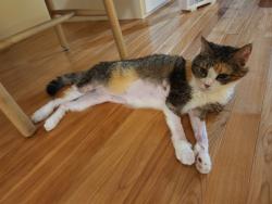Found/Stray Unknown Cat last seen 1st St NW and 7th Ave NW, Rochester, MN 55902