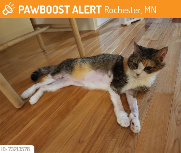 Found/Stray Unknown Cat last seen 1st St NW and 7th Ave NW, Rochester, MN 55902