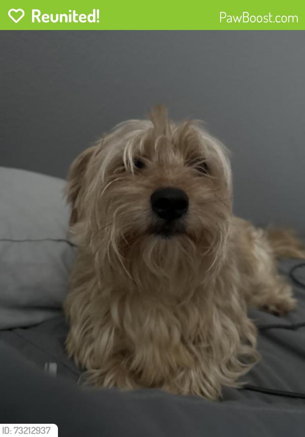 Reunited Male Dog last seen Timber creek dr, Grand Prairie, TX 75052
