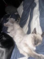 Lost Male Cat last seen Aldrich Ave S Burnsville, Burnsville, MN 55337