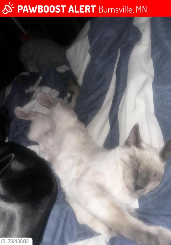 Lost Male Cat last seen Aldrich Ave S Burnsville, Burnsville, MN 55337