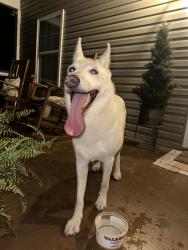 Found/Stray Unknown Dog last seen Margo Trl, Rome, GA 30173