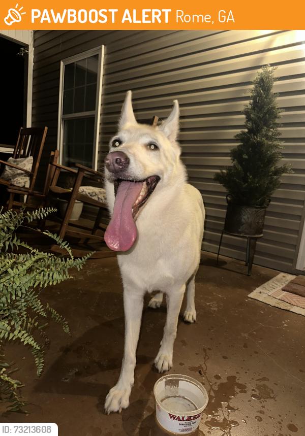 Found/Stray Unknown Dog last seen Margo Trl, Rome, GA 30173