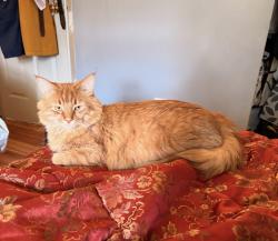 Reunited Male Cat last seen Negley and Columbo, by East Liberty Blvd, Pittsburgh, PA 15206