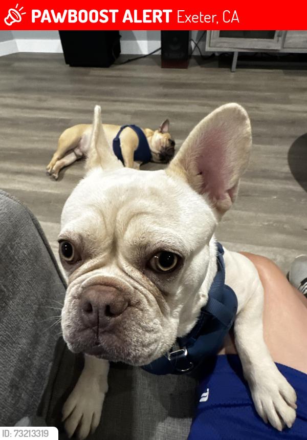 Lost Female Dog last seen Ave 260 and Spruce, Exeter, CA 93221