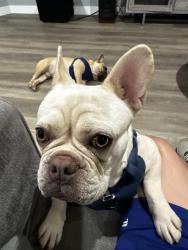 Lost Female Dog last seen Ave 260 and Spruce, Exeter, CA 93221