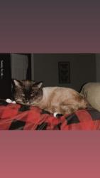 Lost Female Cat last seen Norris Avenue, North Myrtle Beach, SC 29582